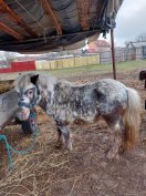 póni kanca és csődör 