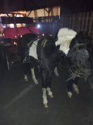 pónik eladók befogva