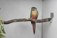 pyrrhura molinae tűzfarkú, rupicola 