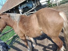 sürgősen eladó ! 5 éves nyugodt hidegvérű kanca - időhiány miatt