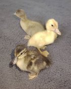 vadas jellegű kiskacsa