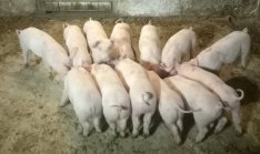 választási malacok eladók tíz darab