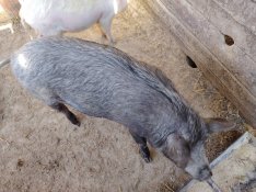 vietnami koca eladó