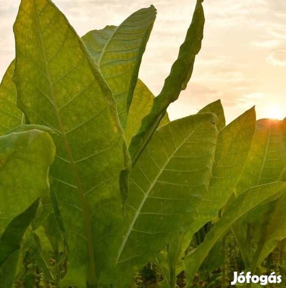 1000+ db. Latakia Dohánymag Különlegesség (5465)