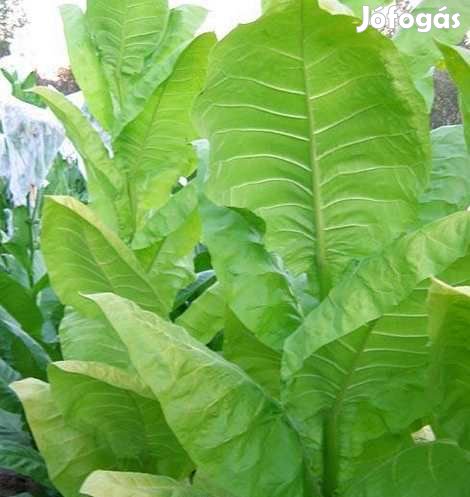 100 db. Burley 21 Dohánymag 4540