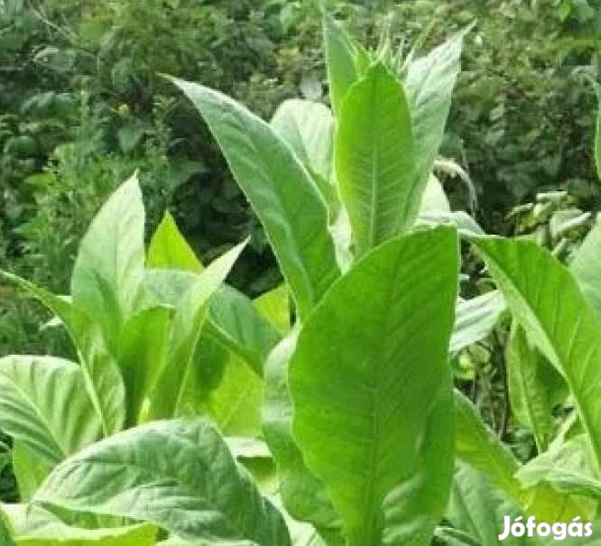 100+ db. Golden Harvest Dohánymag Különlegesség (4624)