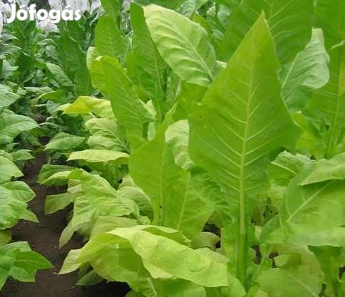 100 db. Helena Dohánymag Különlegesség 4681