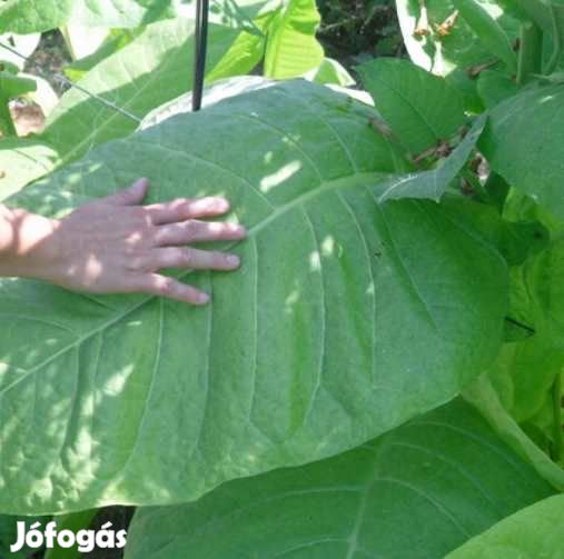 100+ db. Tenessee Burley Dohánymag  (4508)