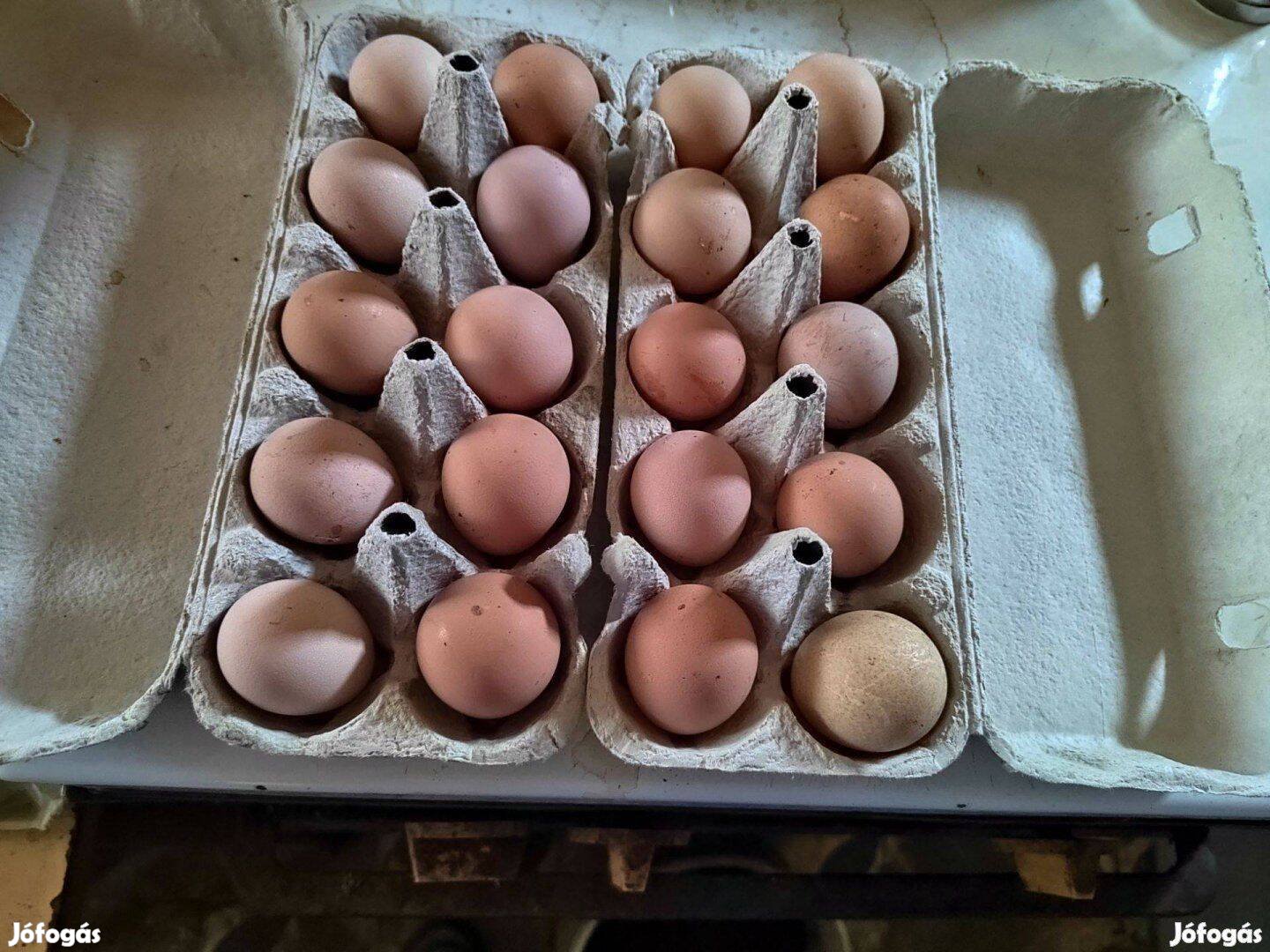 100 darabos Parlagi Gyöngyös állományból keltetni való tojás