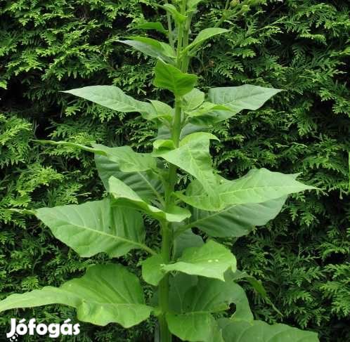 100 db. Orient Xanthi Dohánymag  (4505)