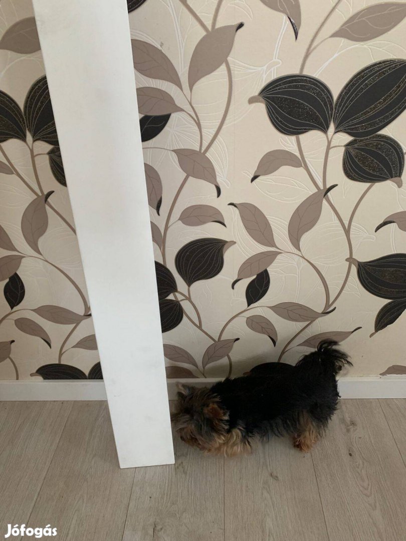 100 méter építkezésből megmaradt új 12 cm magas szegőléc,szegélyléc (l