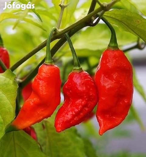 10 db BHUT JOLOKIA NAGA Chilimag  (3253)