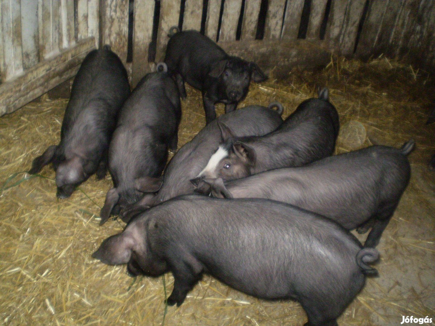 10 hetes malacok