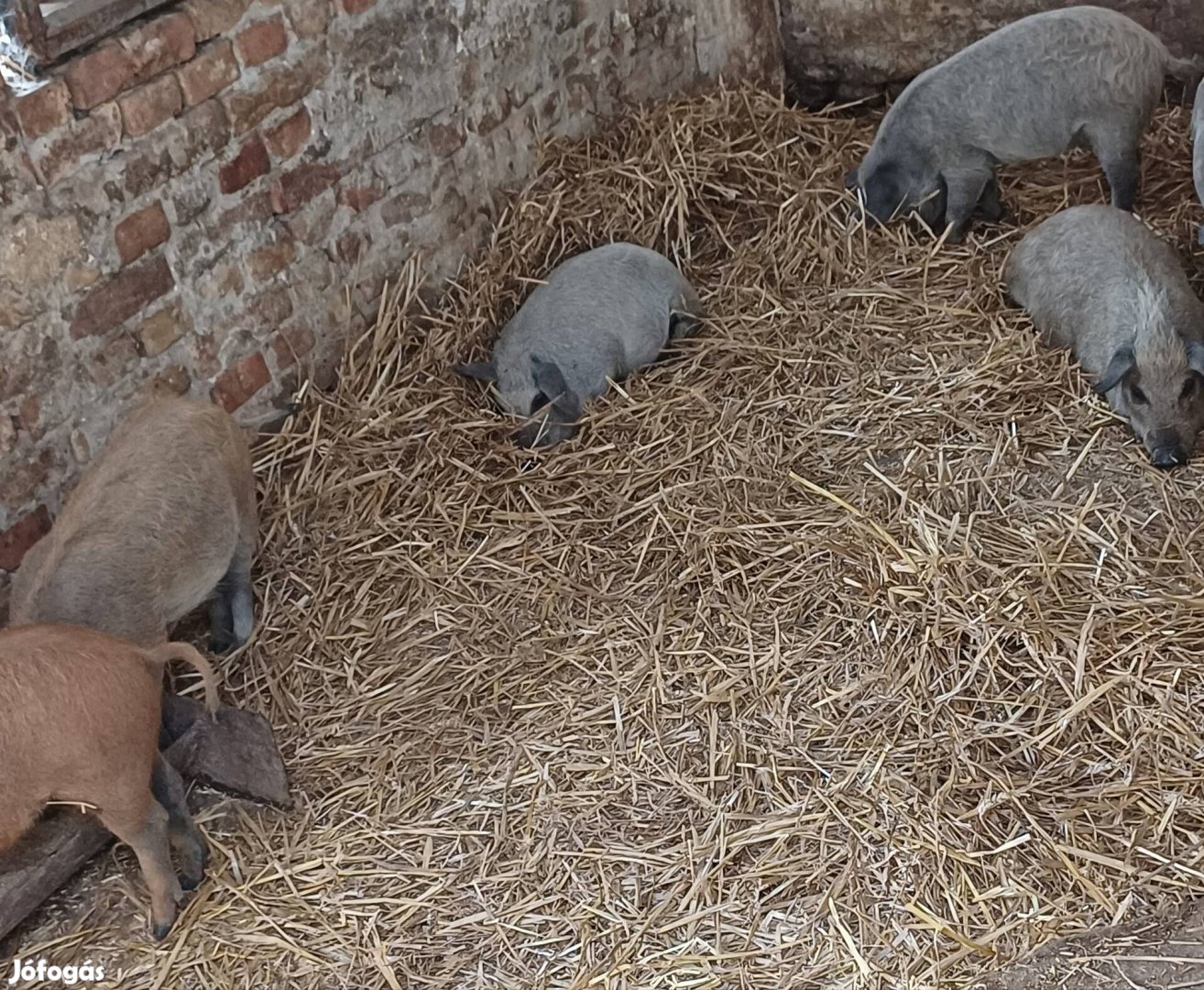 10 hetes mangalica eladó 