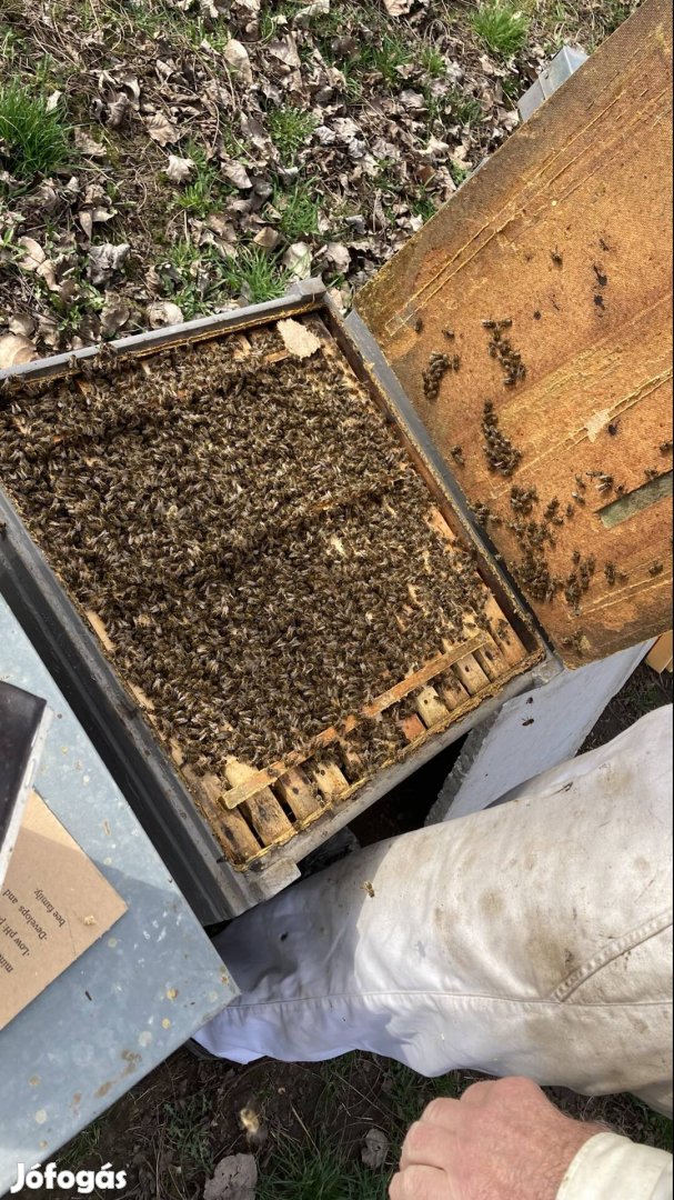 10 hunor kereten eladó méhek
