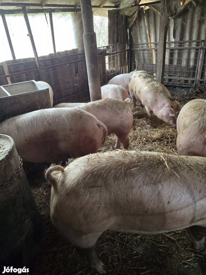 10db húshízó 160-180kg egyben
