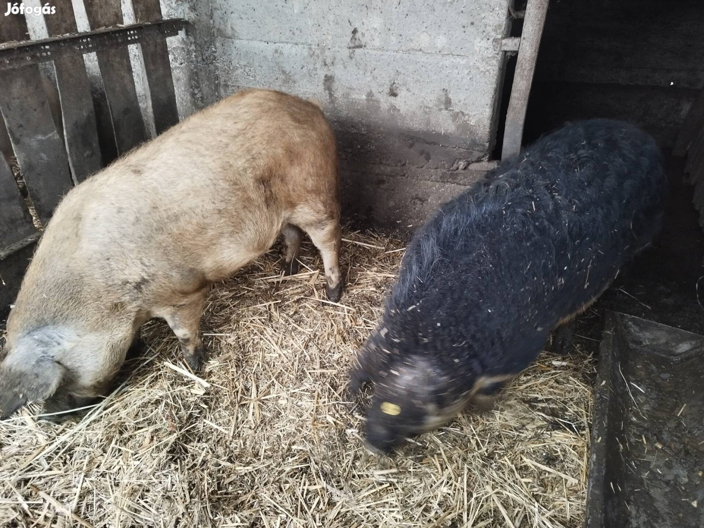 110-120kg mangalica /durok 