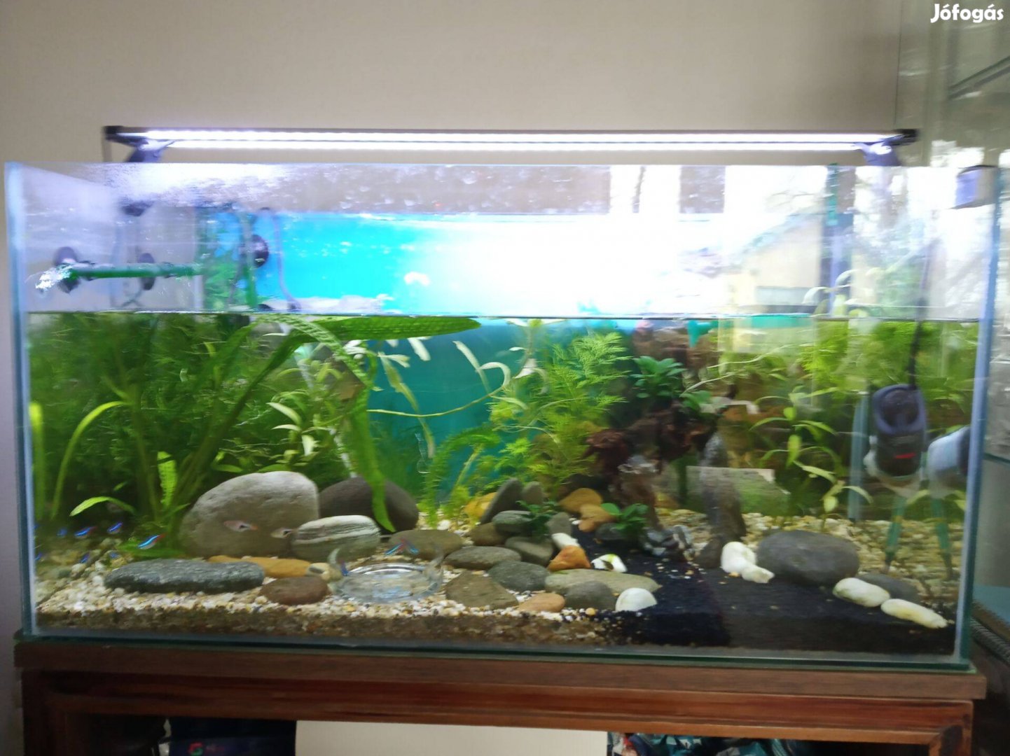 110 literes akvárium teljes felszereléssel sürgősen eladó
