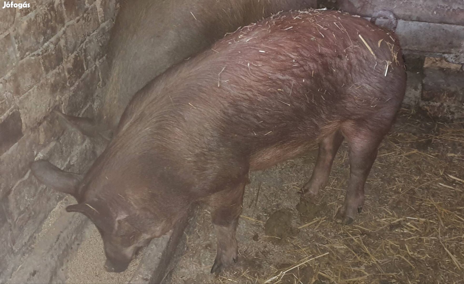 110kg hizó eladó olcsón!!