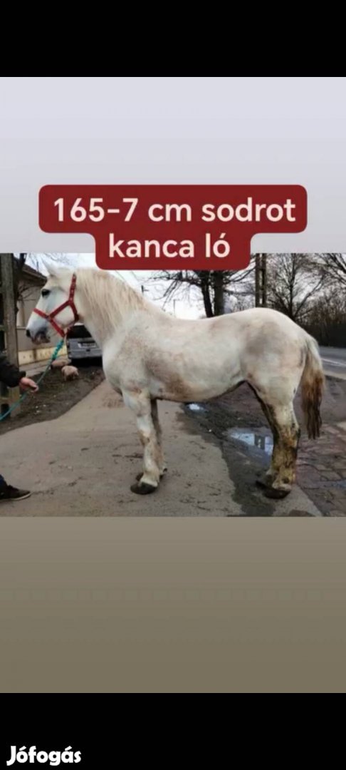 11 eves utlveles kanca