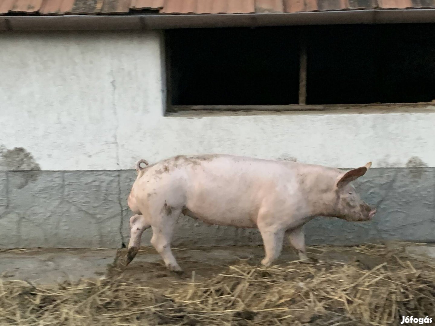 120 kg-os minőségi kan eladó