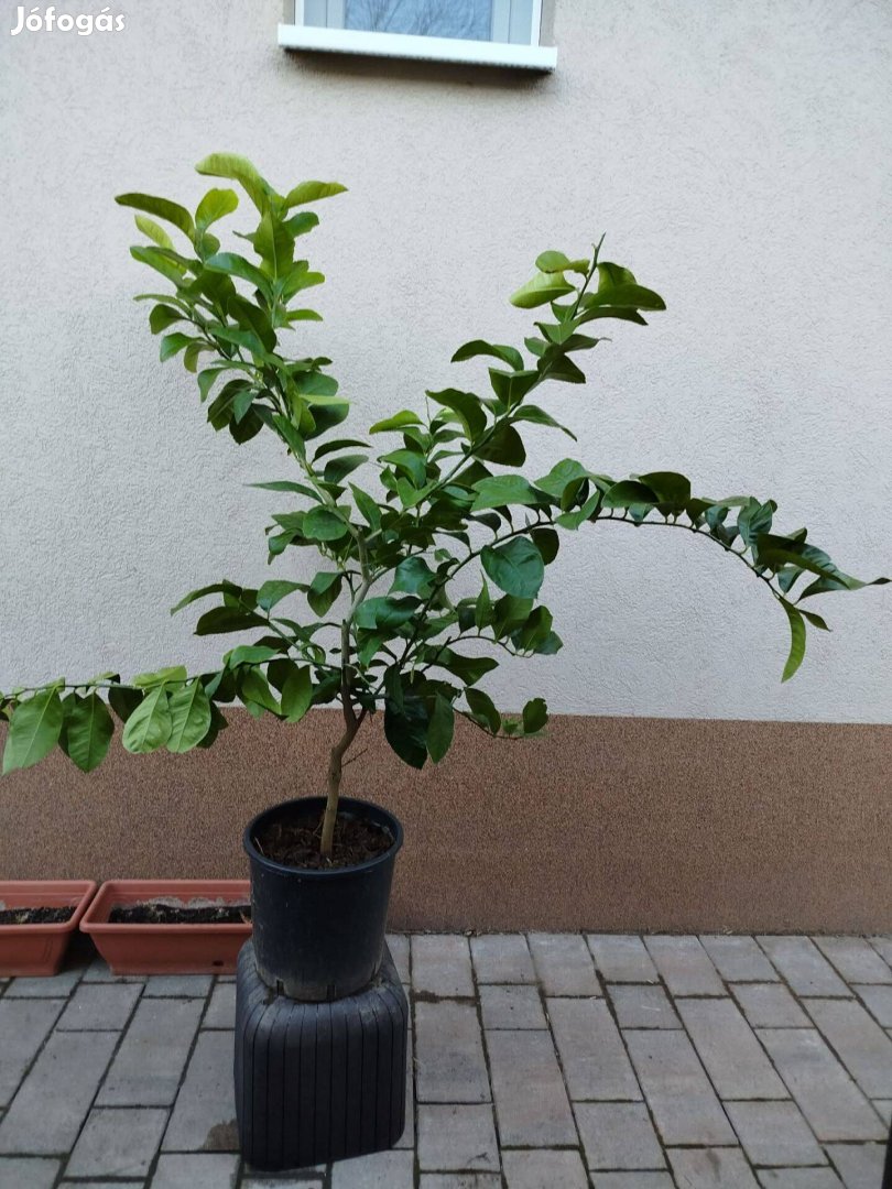 120cm-es oltott citromfák