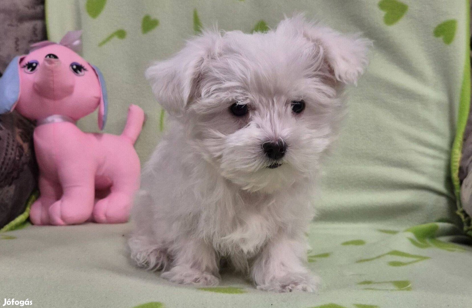 12 hetes fehér bichon havanese kisfiú !