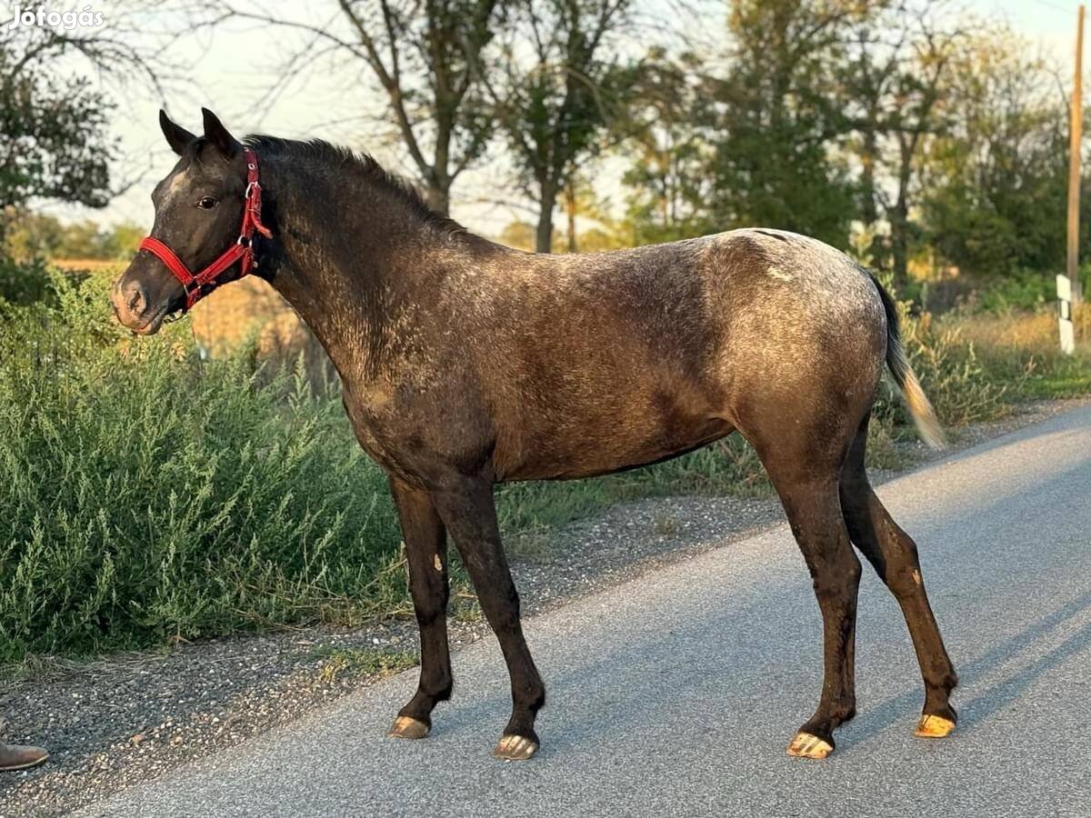 135 cm kanca poni eladó