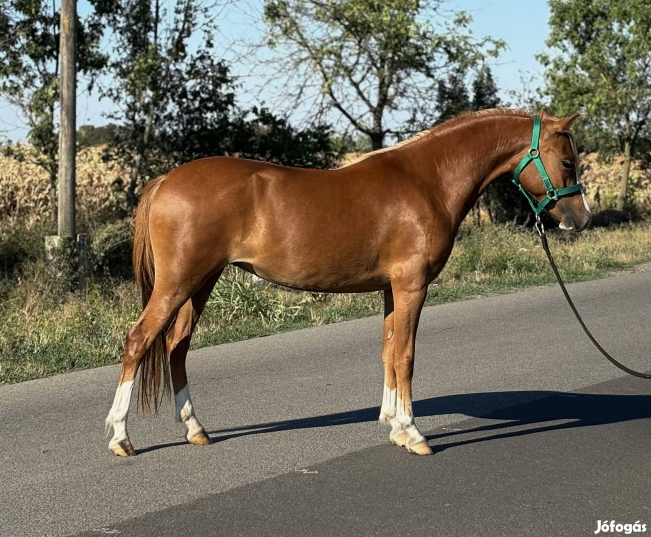 136 cm kanca poni eladó