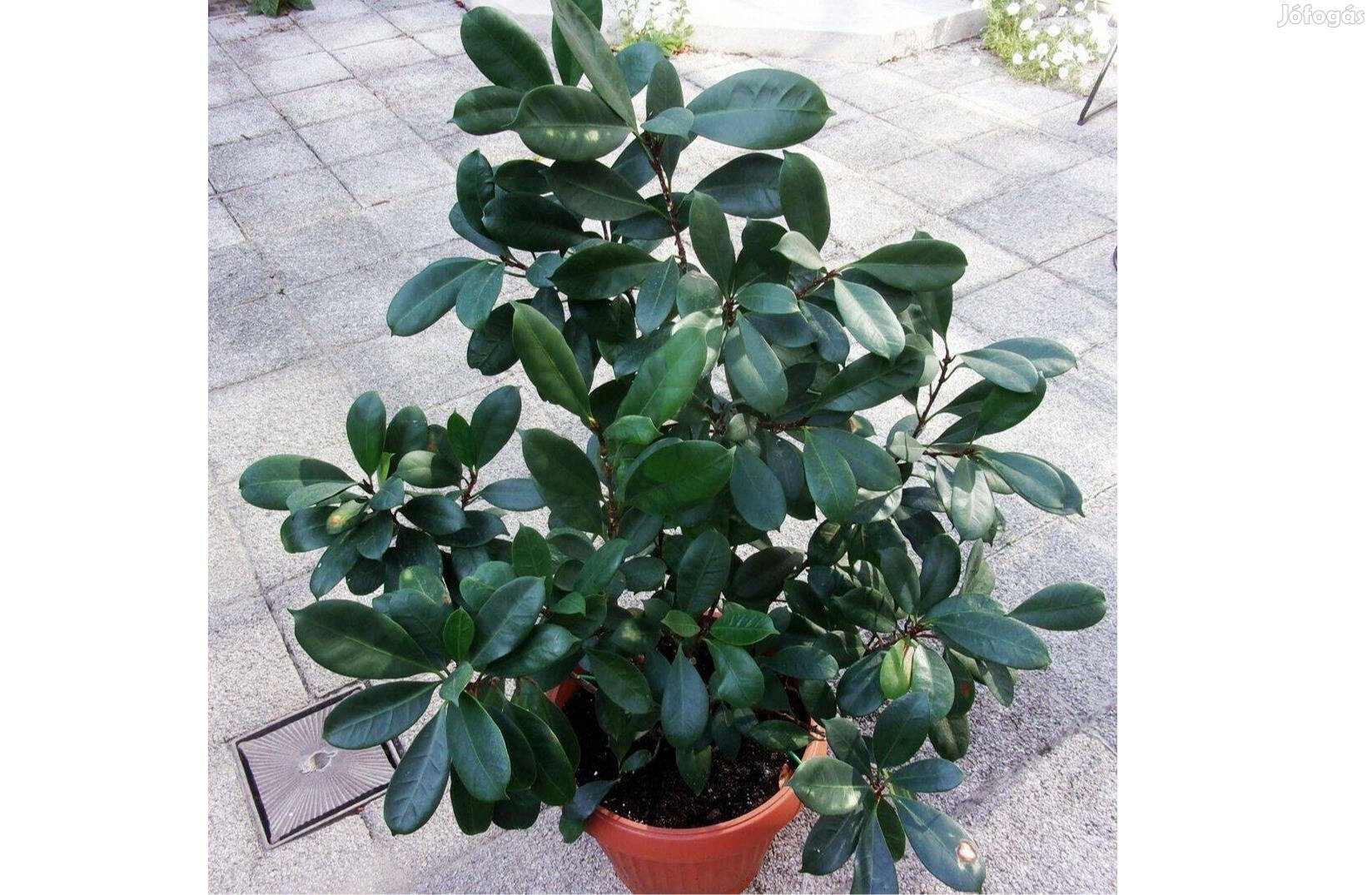 140 cm magas Serlegkocsányú fikusz 4 töves Ficus Újpesten