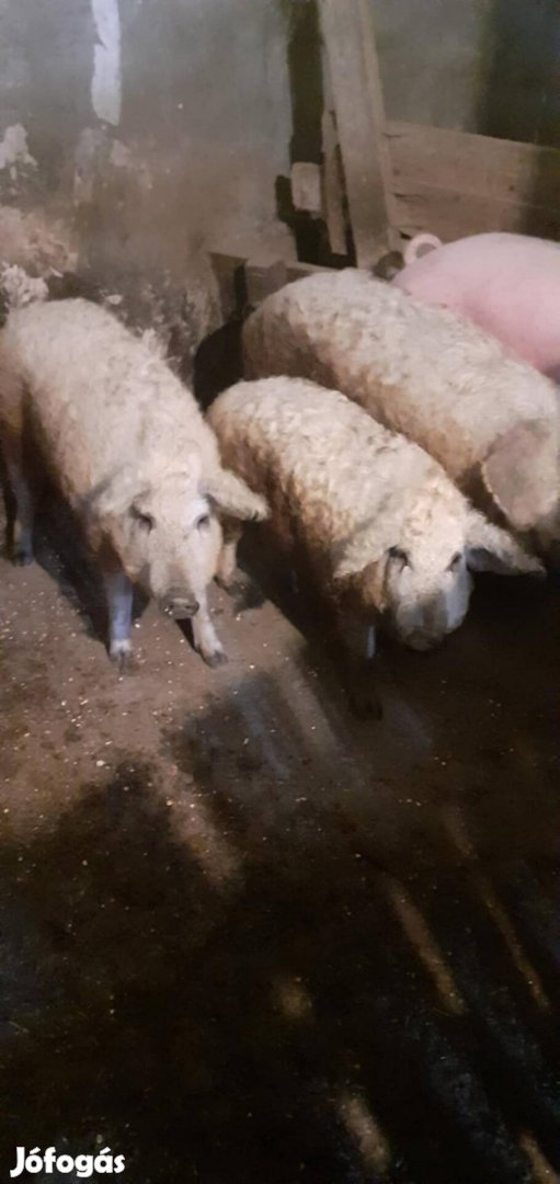 140 kg-os szőke mangalica hízó eladó