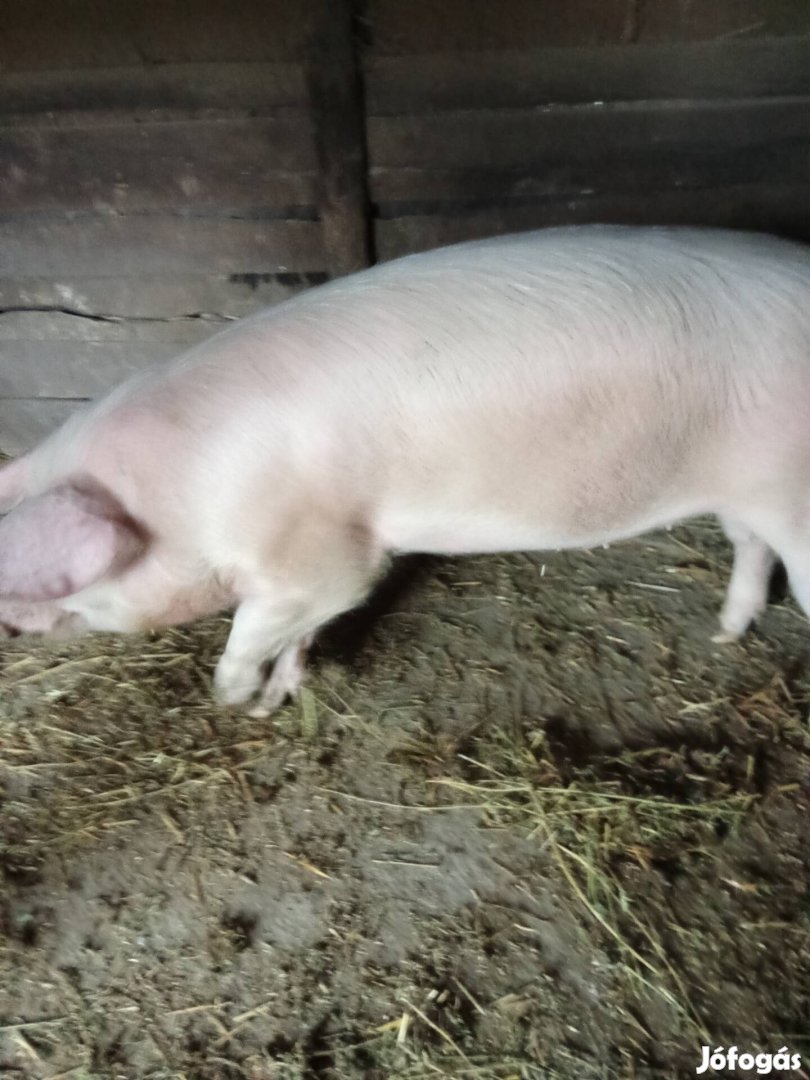 140kg-os hízó eladó birkára cserélhető