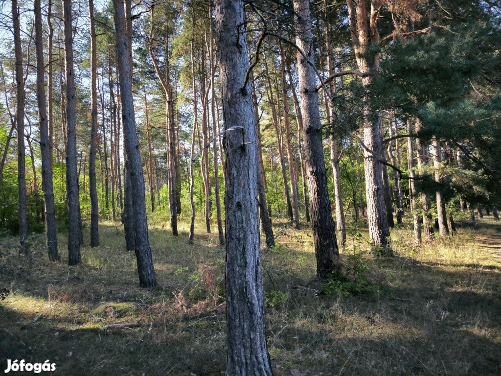 14 hektár erdő eladó - Györköny