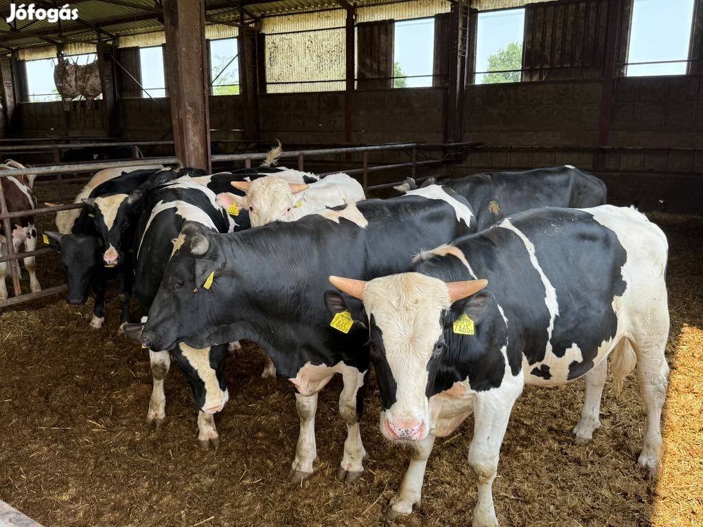 15 db Holstein-fríz hízó bika eladó (400-450kg körüliek)
