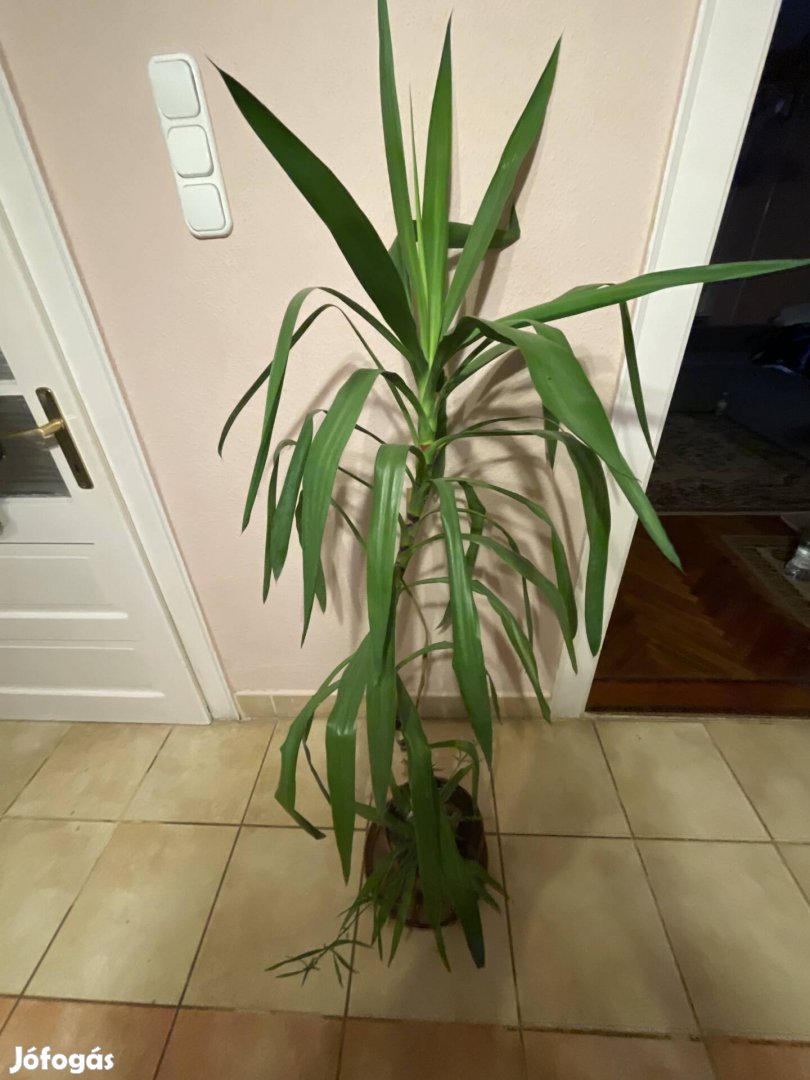 160cm yukka eladó