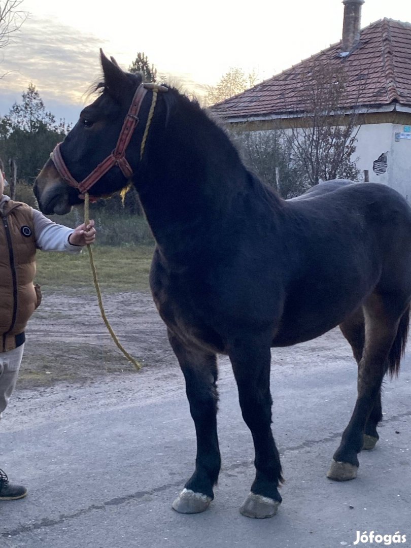 16hónapos nyh.sütött csikó