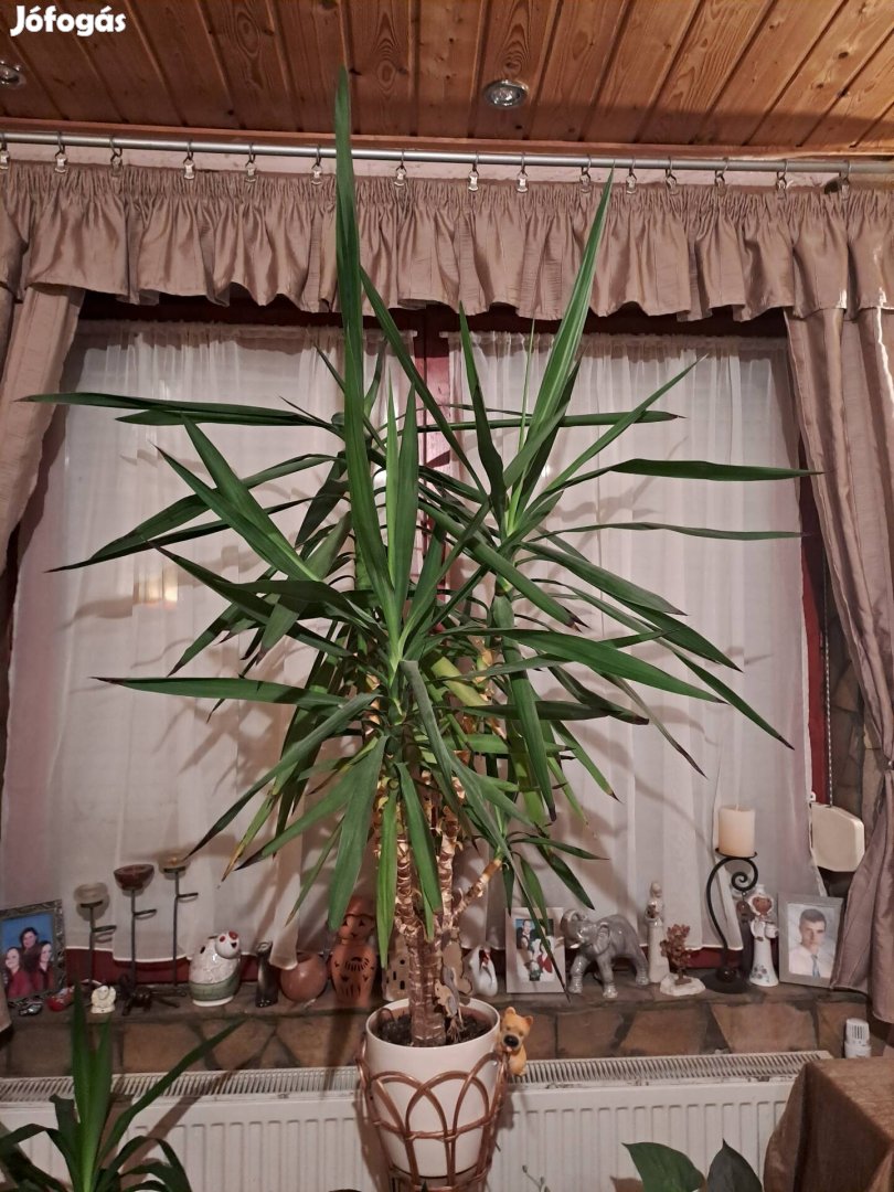 170 cm magas yucca pálma 