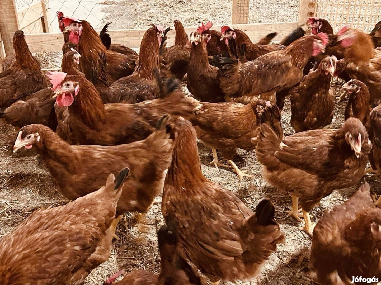 17 hetes Bábolnai Tetrasl tojó jércék