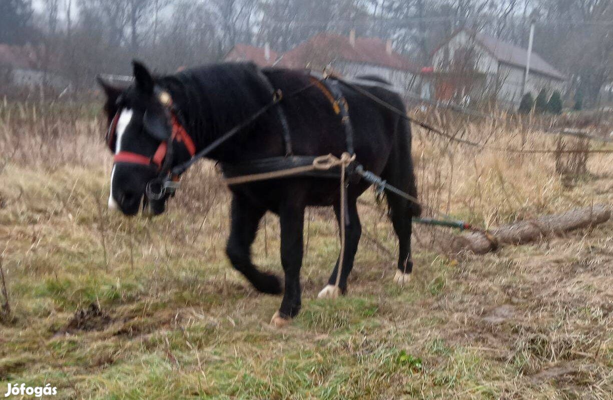 17 honapos csődőr csikó eladó