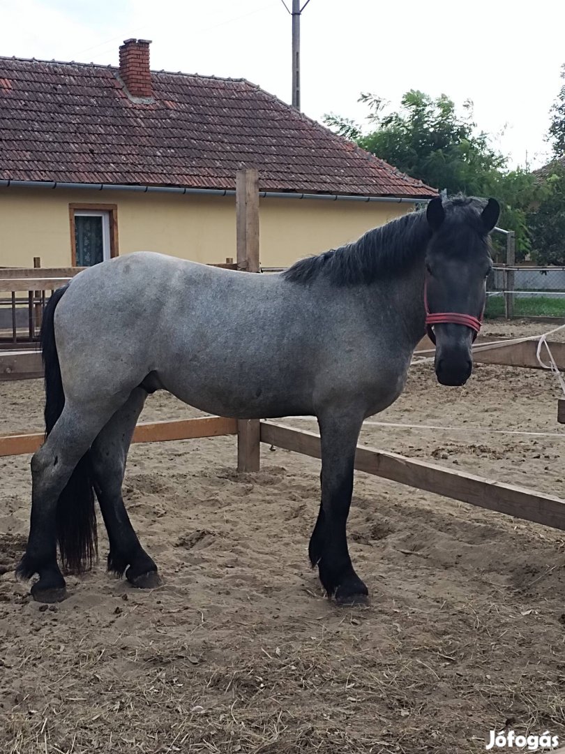 17 hónapos perselon csődör csikó 