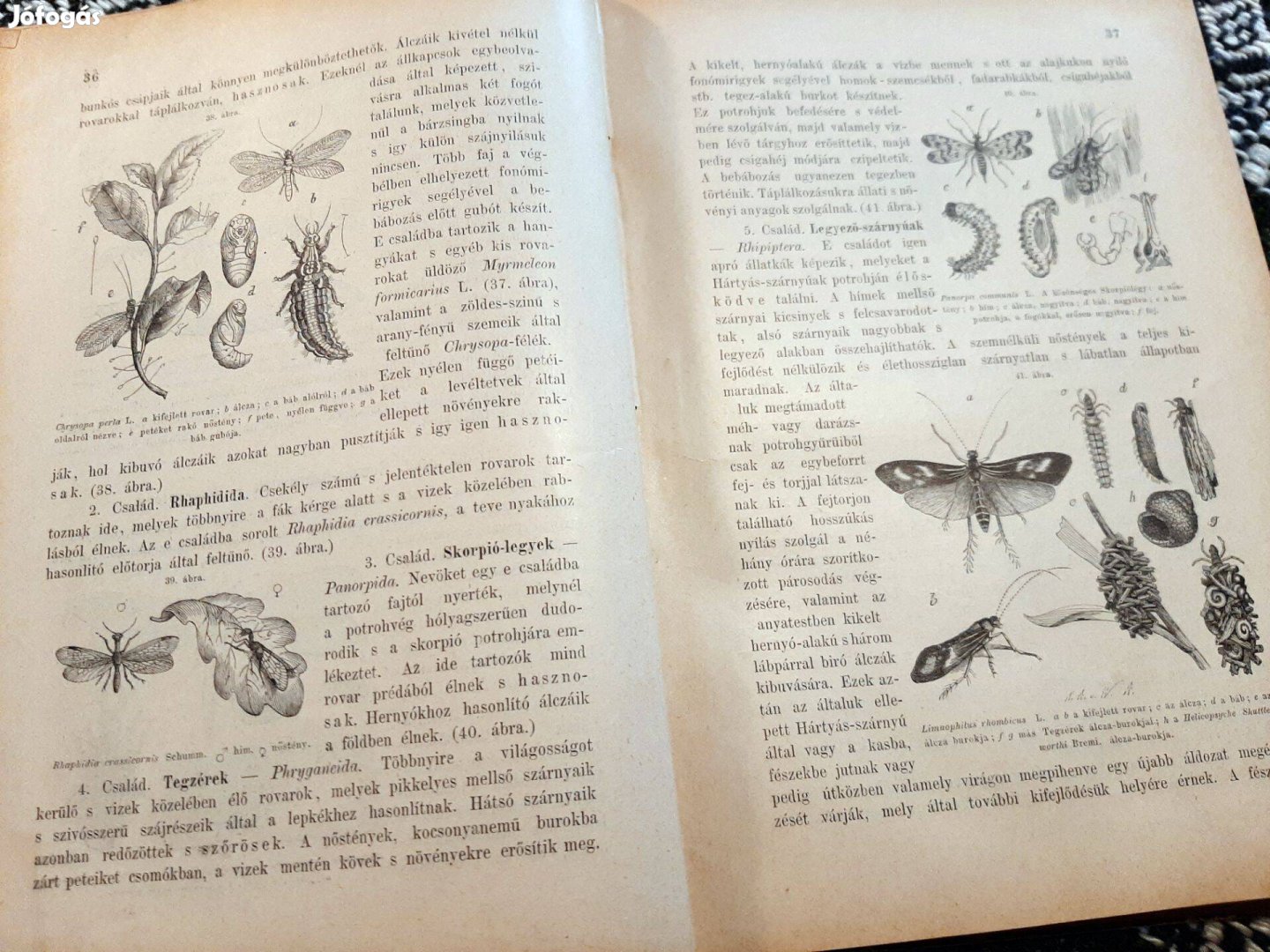 1899-es rovartani szakkönyv