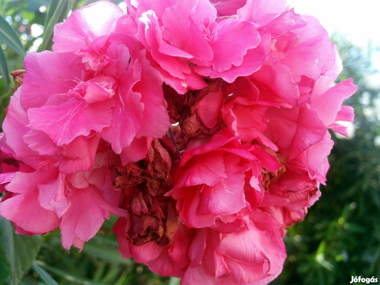 192 óriás rózsaszín illatos fagytűrő kerti leander eladó