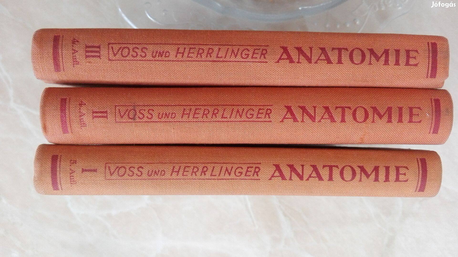 1953 Ritka Német Orvosi szakkönyv Voss und Herrlinger Anatomie I-III