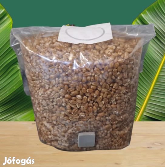 1L Steril Búza Szubszrátum Oltószelepes zacskóban 6183