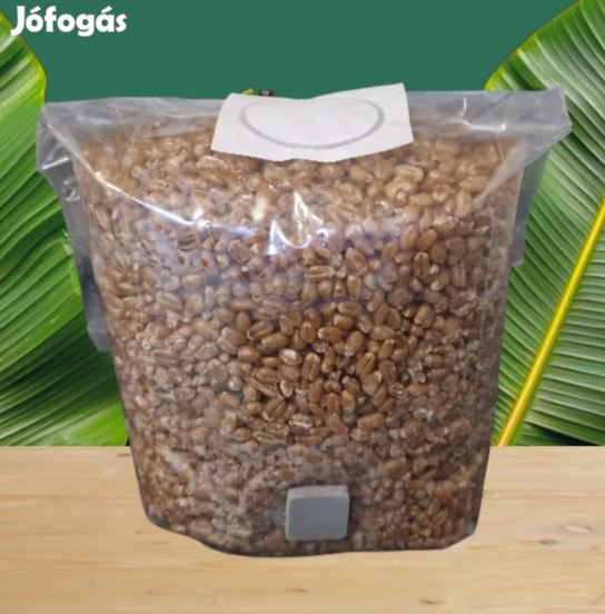 1L Steril Rozs Szubszrátum Oltószelepes zacskóban 6262