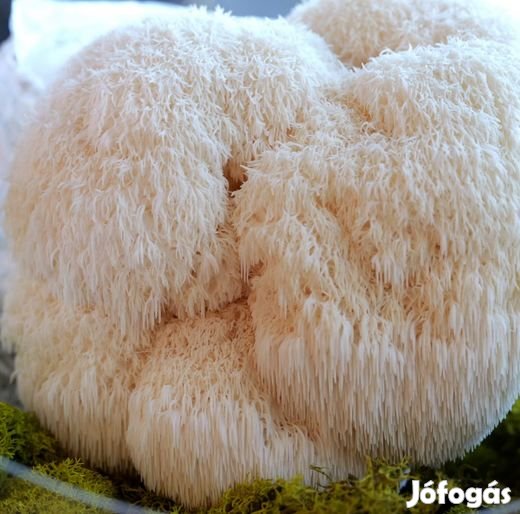 1Liter Gabonába oltott Süngomba Csíra 6241