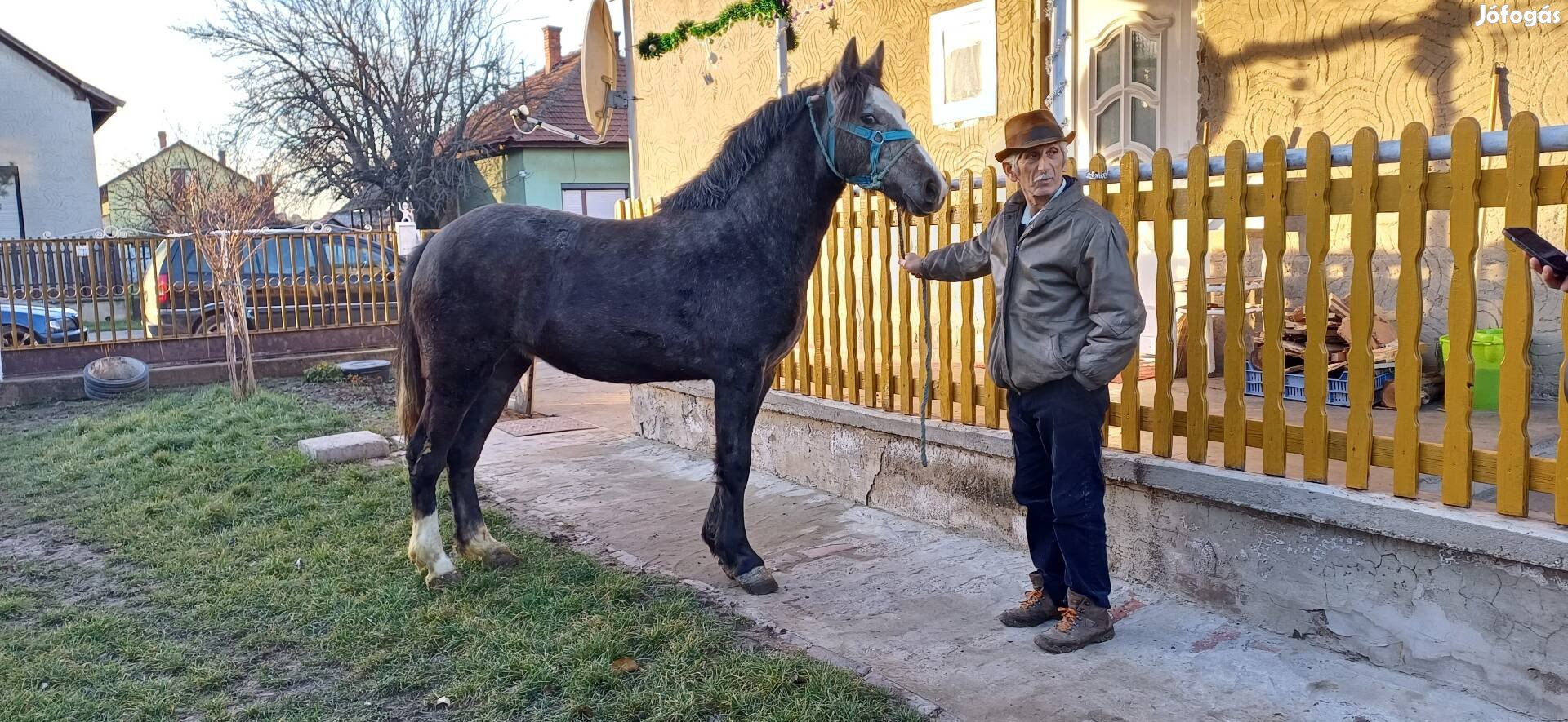 1.5 éves kanca csikó eladó 