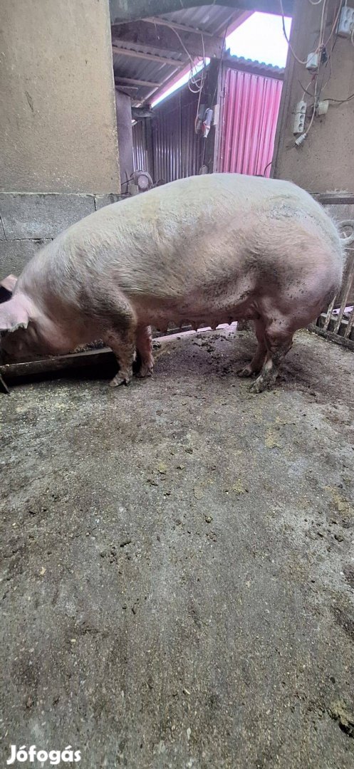 1 Szer fialt Koca eladó