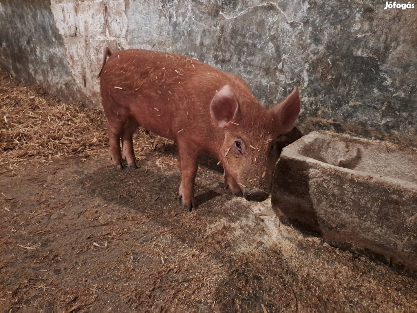 1 db duroc keverék koca 