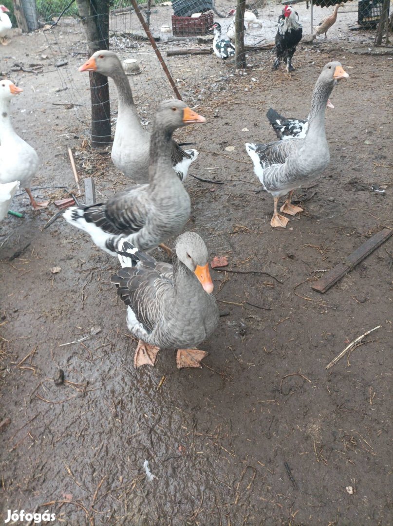 1 éves Landesi tojó libák eladók 